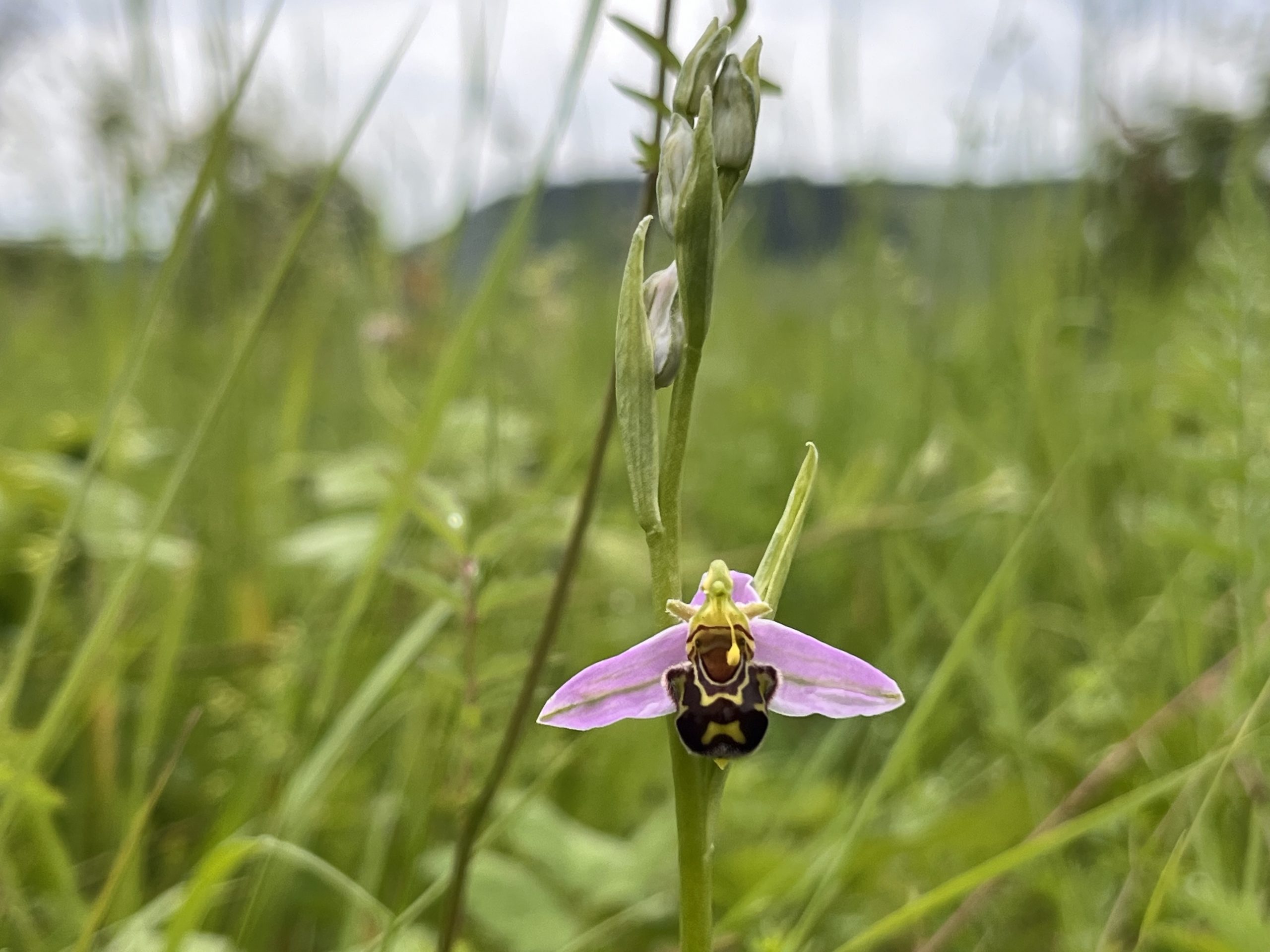 Naturschutzgebiet